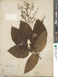 Collinsonia canadensis image