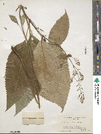 Collinsonia canadensis image