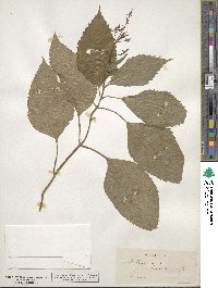 Collinsonia canadensis image