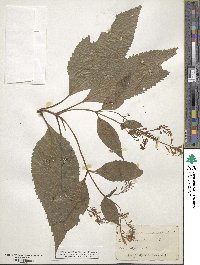 Collinsonia canadensis image