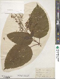 Collinsonia canadensis image