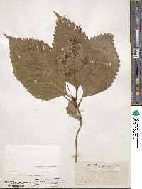 Collinsonia canadensis image