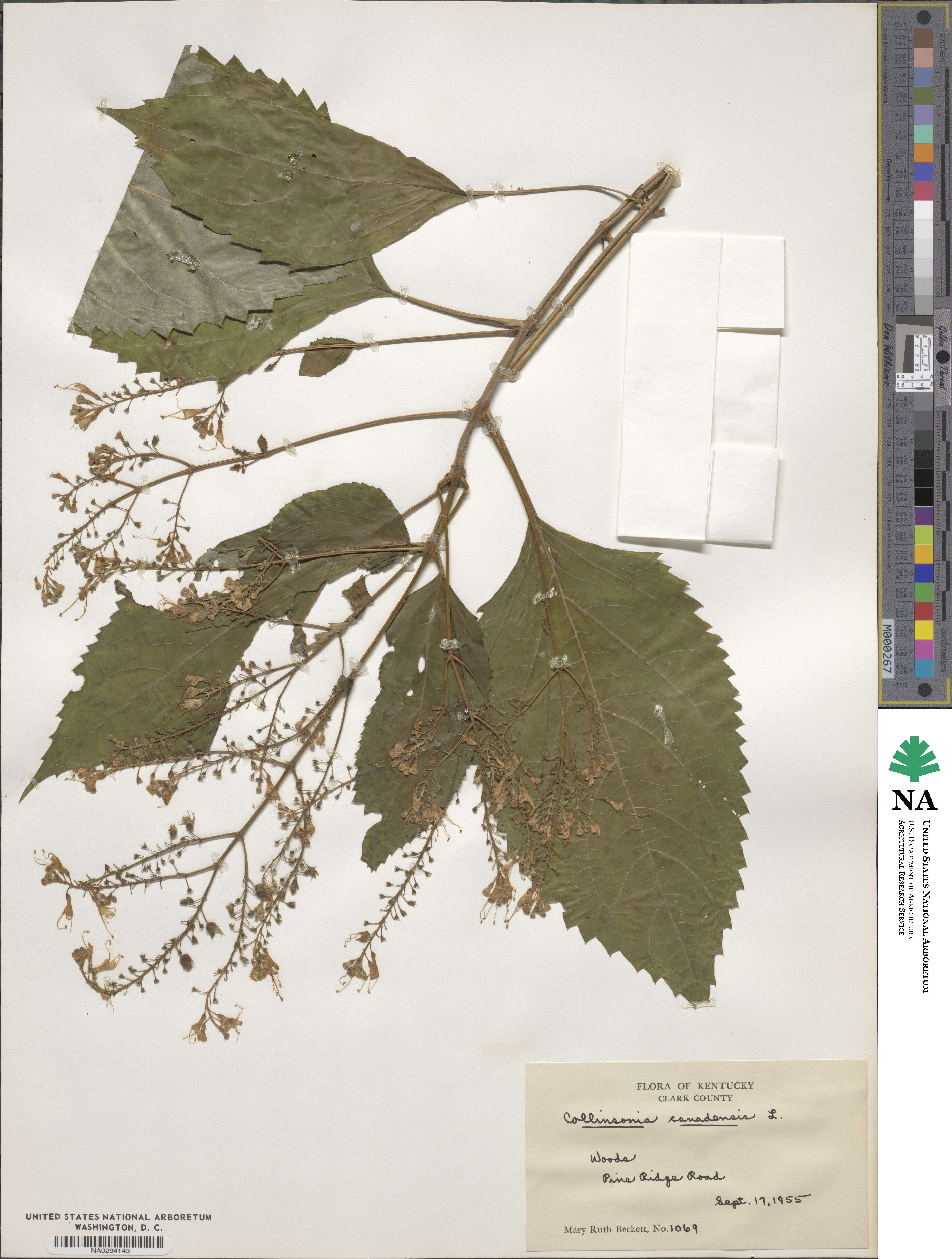 Collinsonia canadensis image