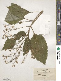 Collinsonia canadensis image