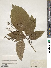 Collinsonia canadensis image