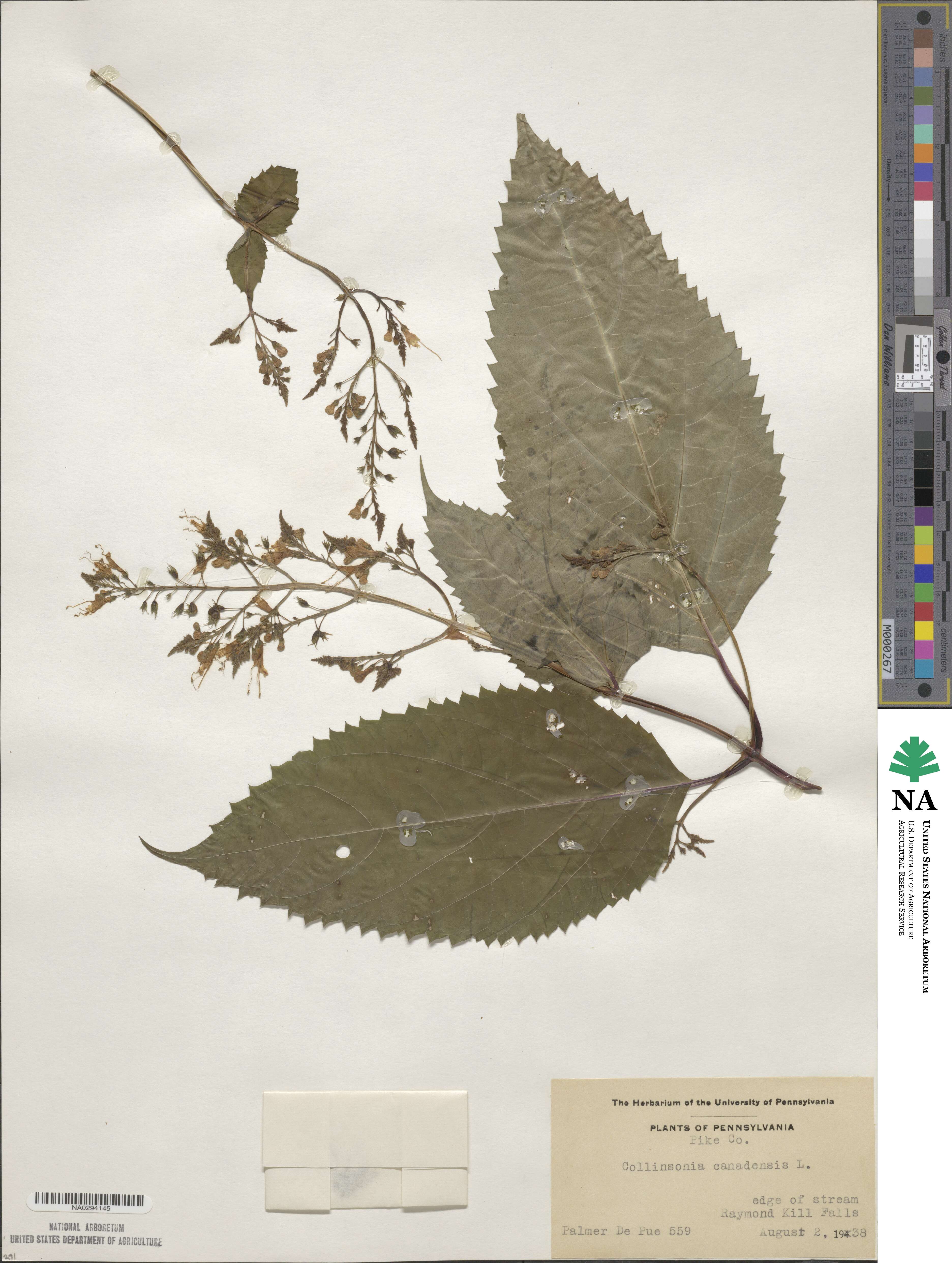 Collinsonia canadensis image