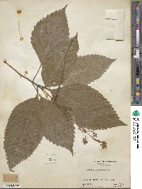 Collinsonia canadensis image