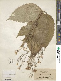 Collinsonia canadensis image