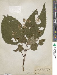 Collinsonia canadensis image