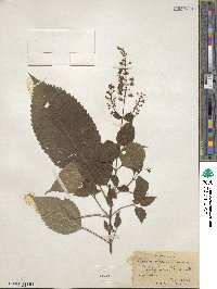 Collinsonia canadensis image