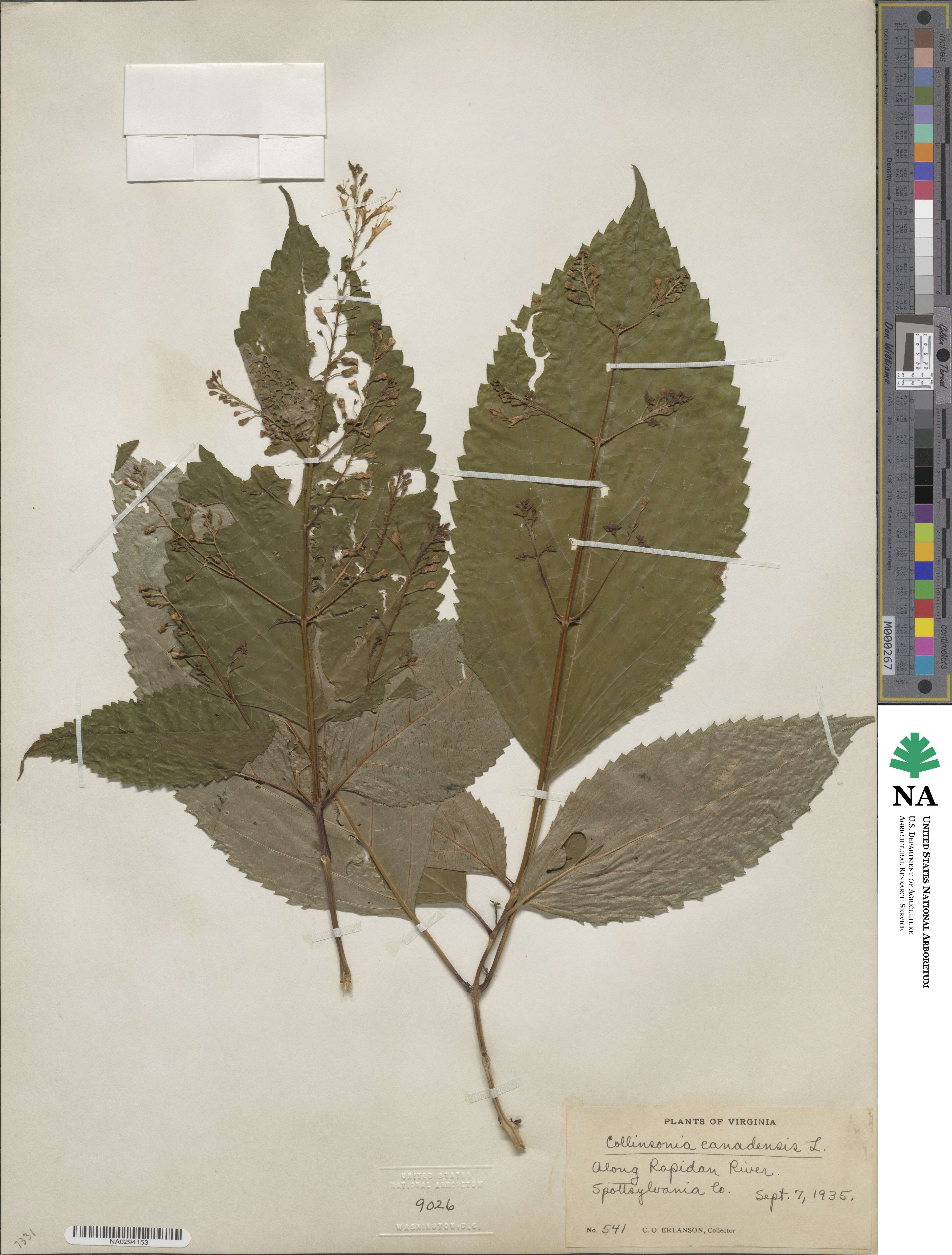 Collinsonia canadensis image
