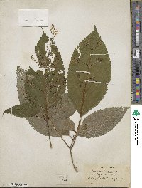 Collinsonia canadensis image