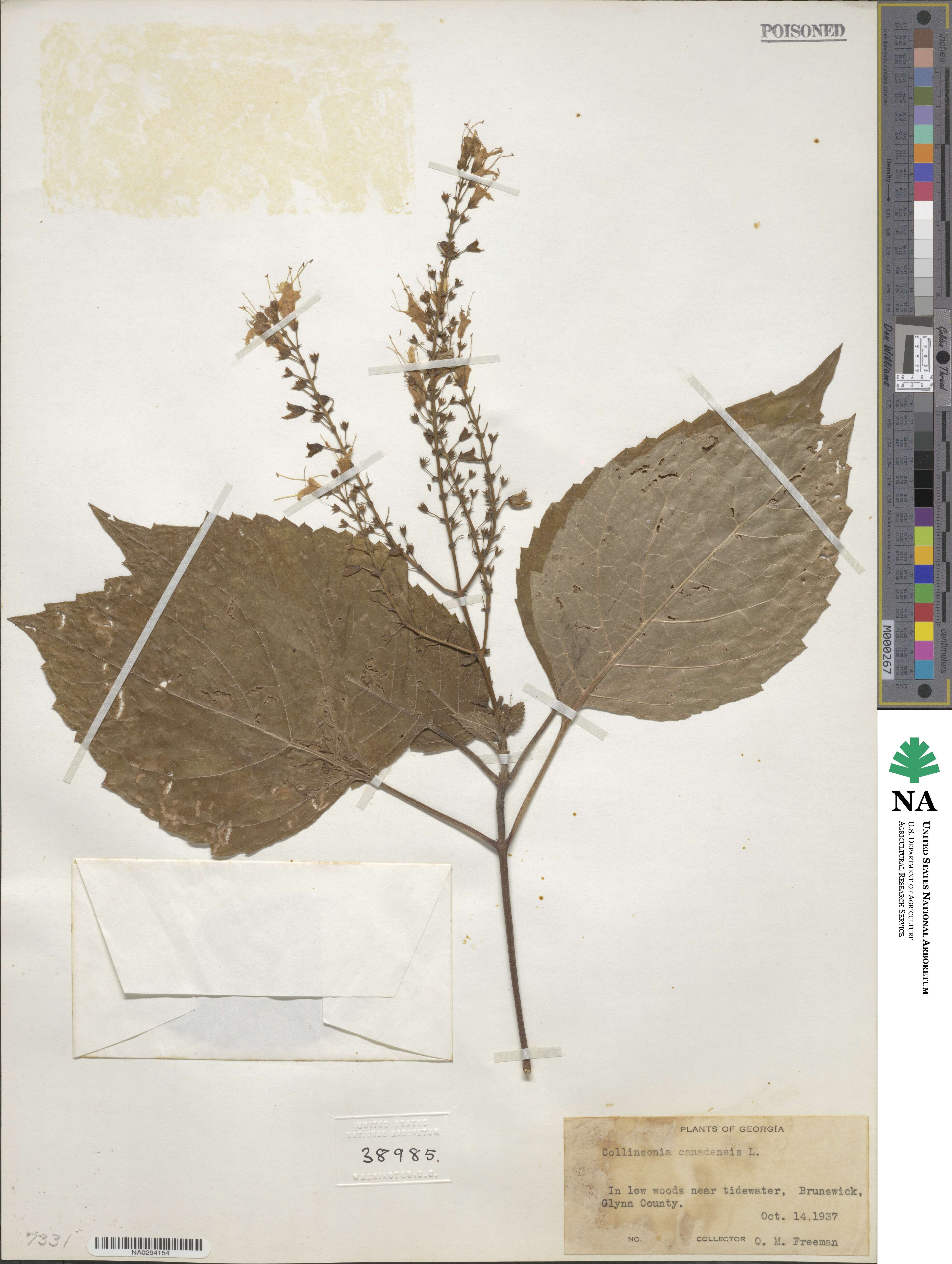 Collinsonia canadensis image