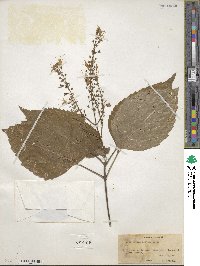 Collinsonia canadensis image