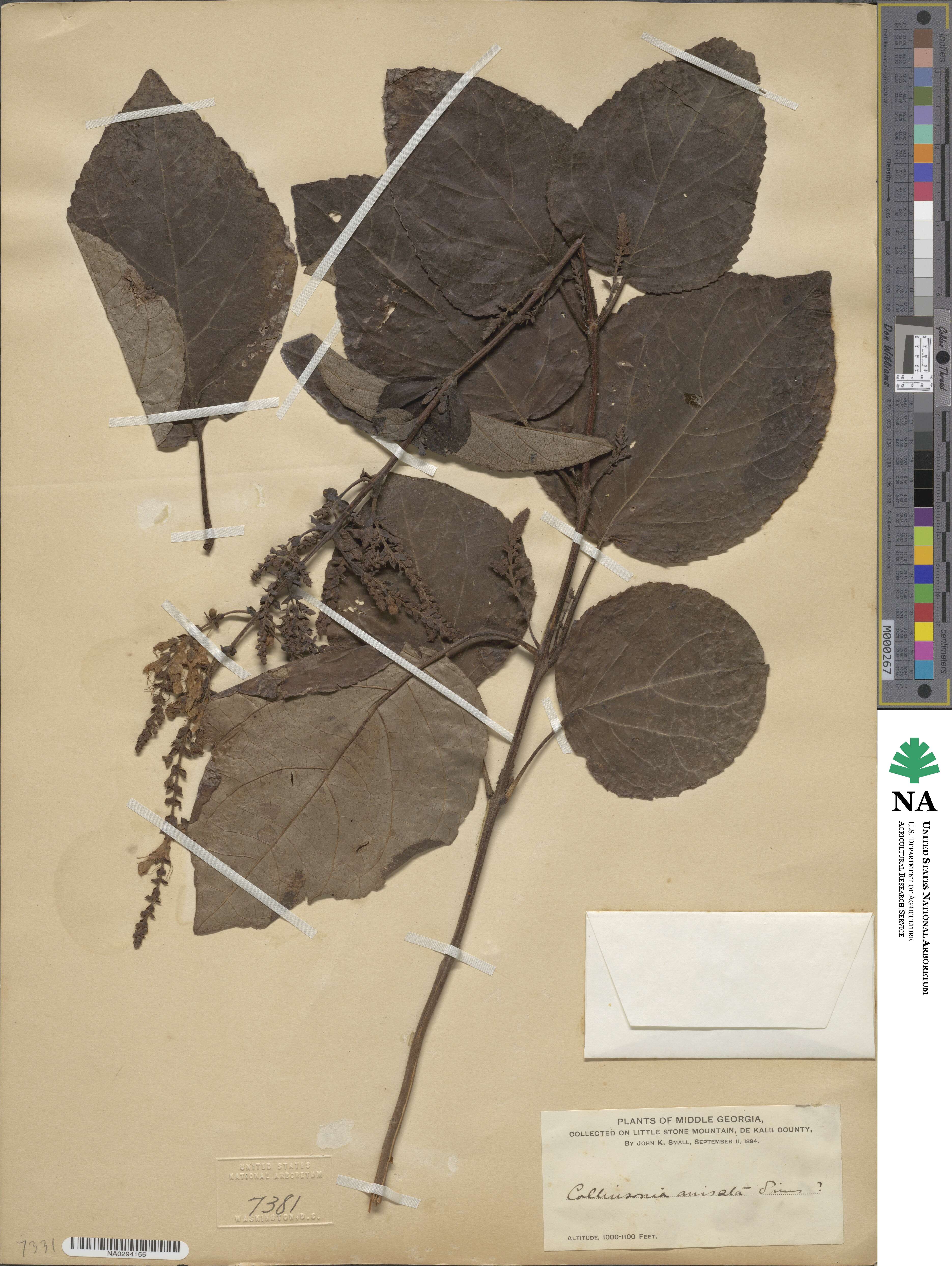 Collinsonia anisata image