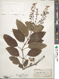 Collinsonia anisata image