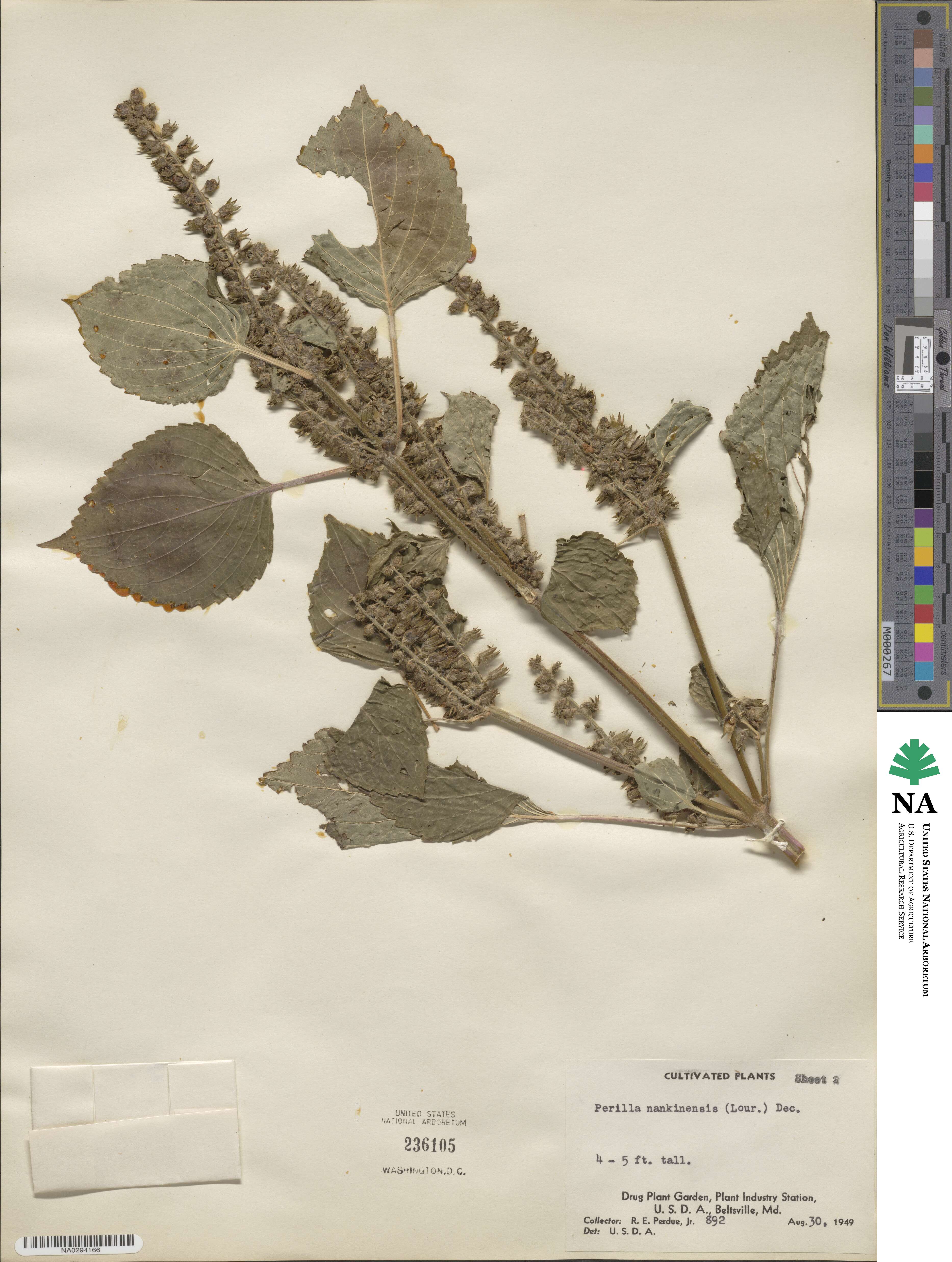 Perilla nankinensis image