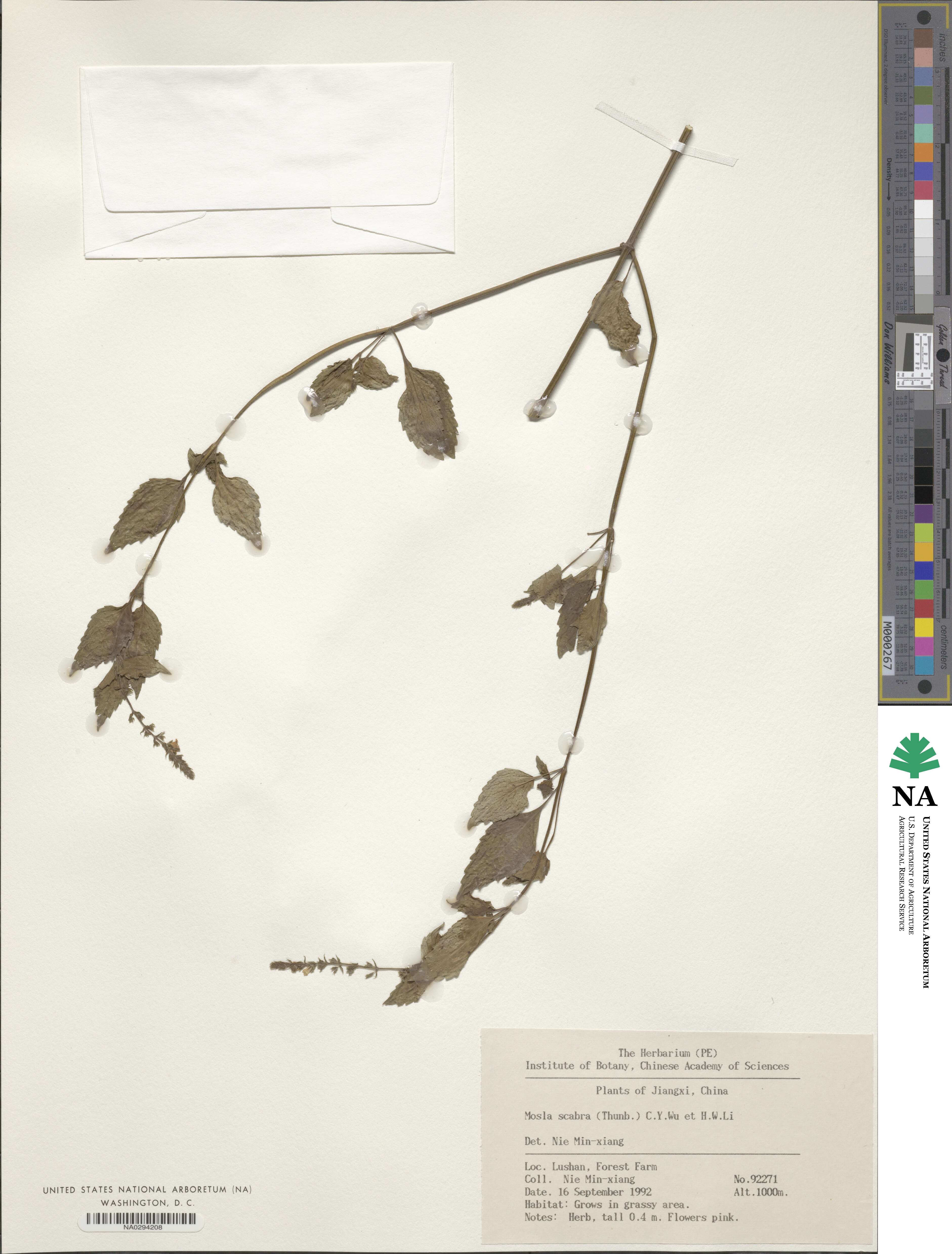 Mosla scabra image