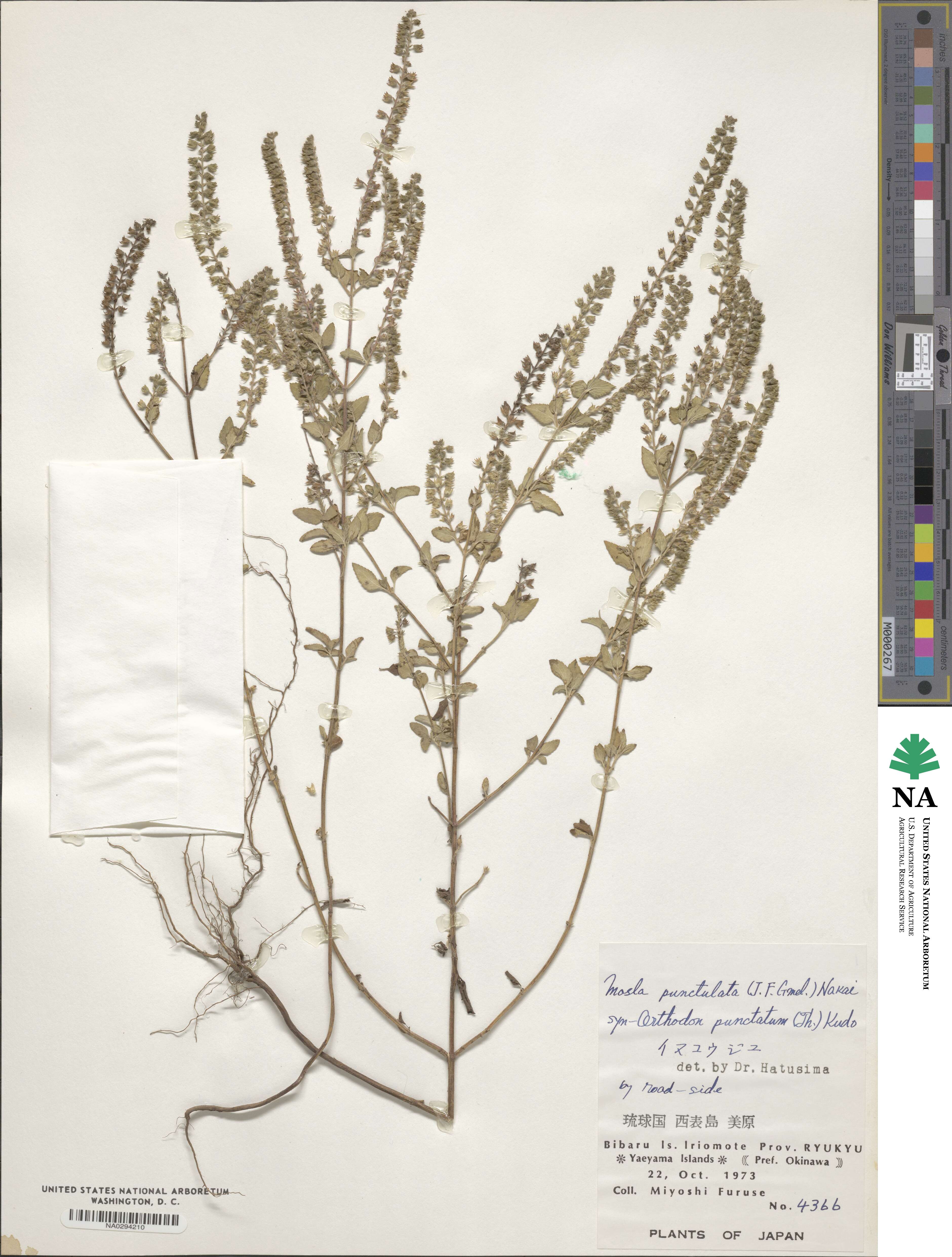 Mosla scabra image