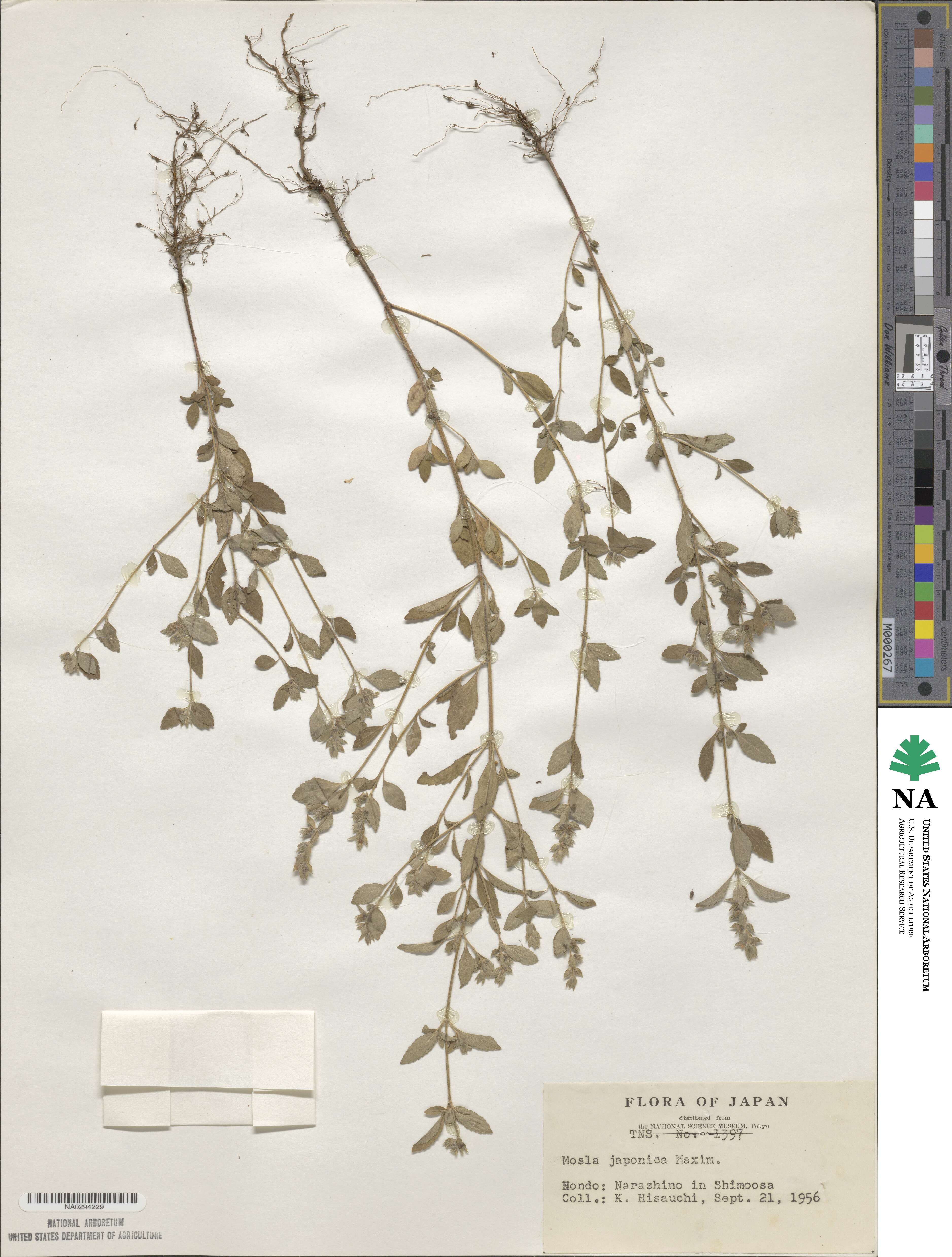 Mosla japonica image