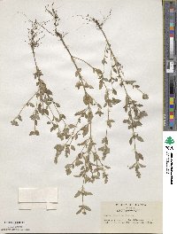 Mosla japonica image