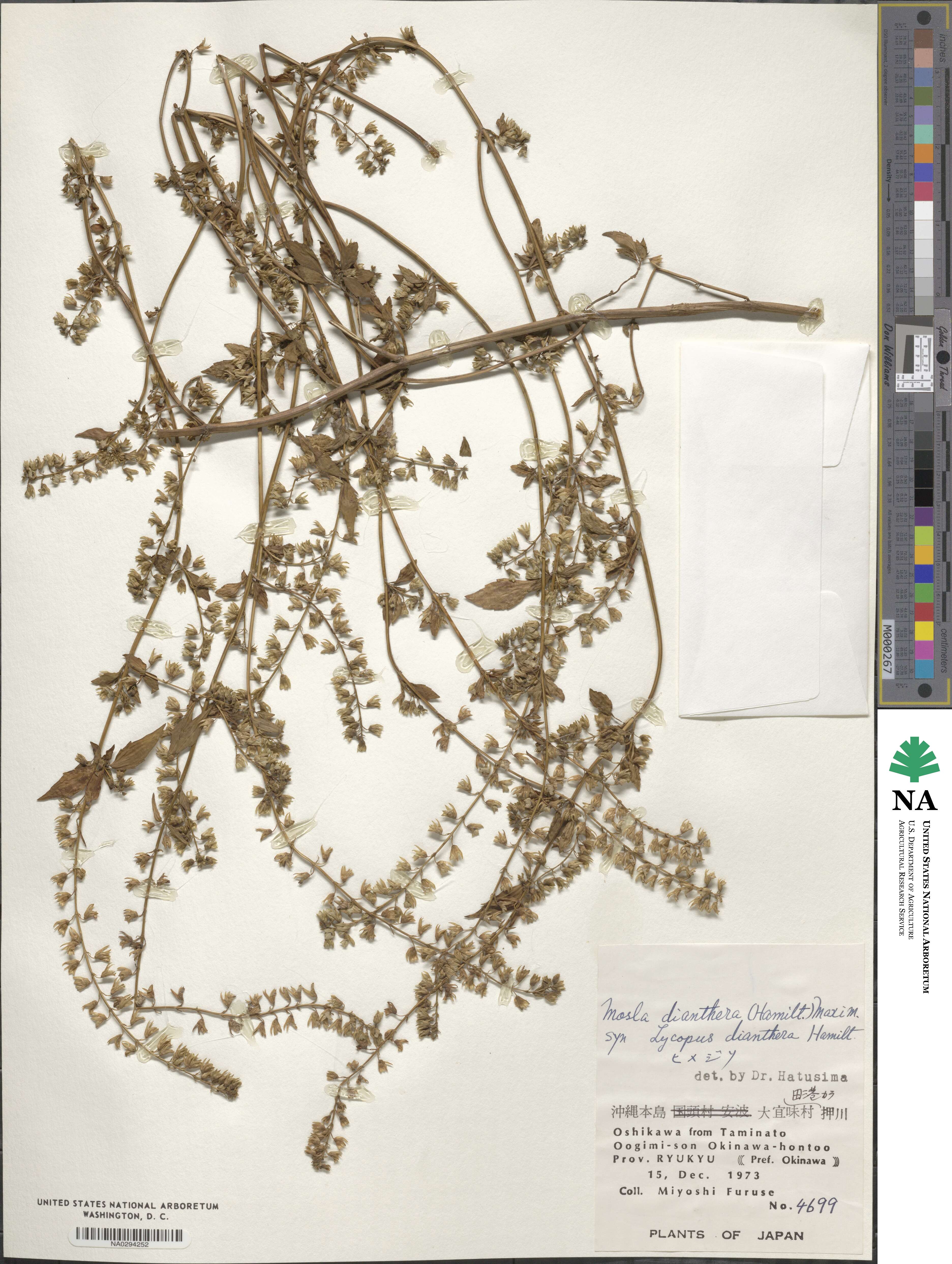 Mosla dianthera image