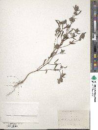 Mosla chinensis image