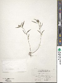 Mosla chinensis image