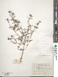 Mosla chinensis image