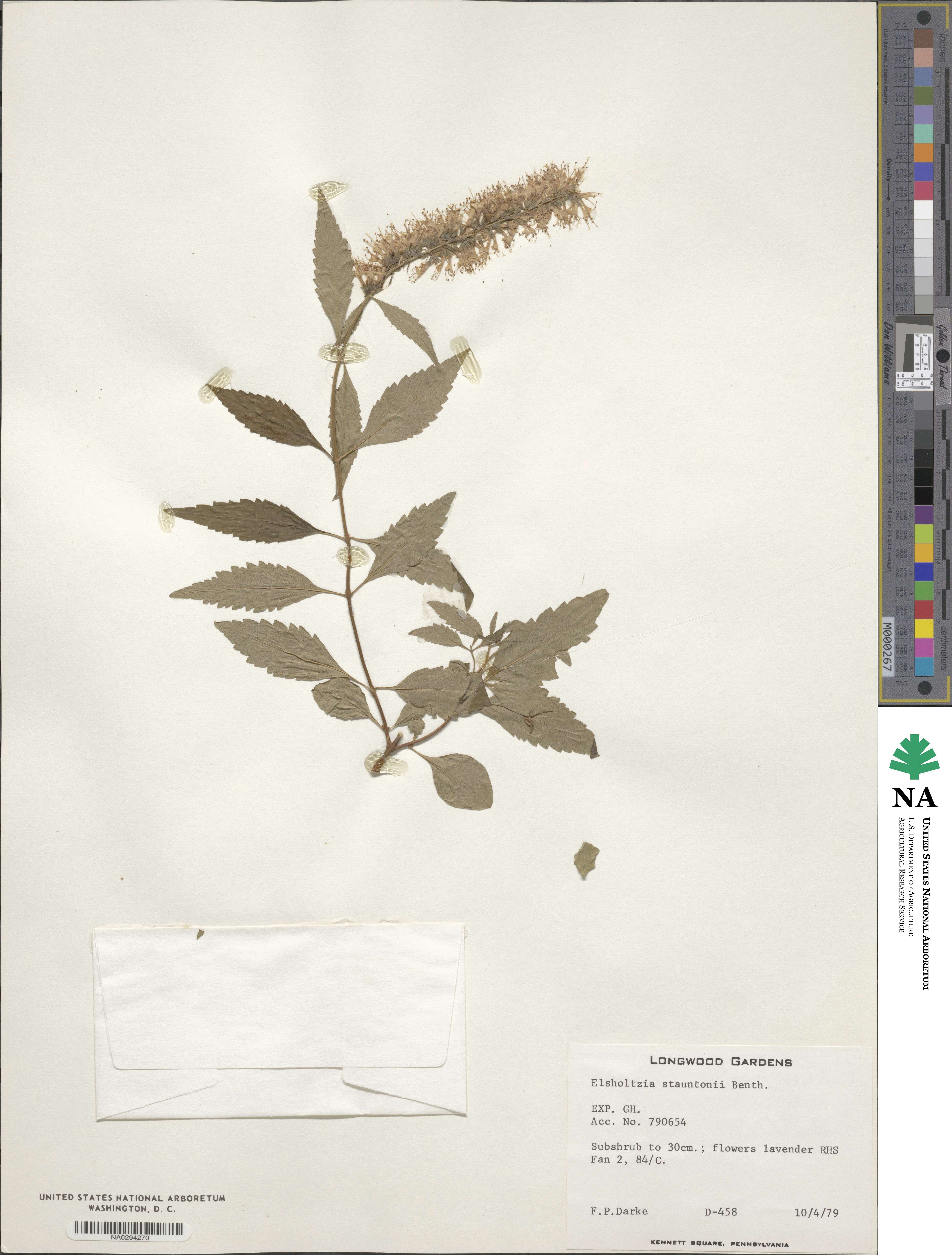Elsholtzia stauntonii image