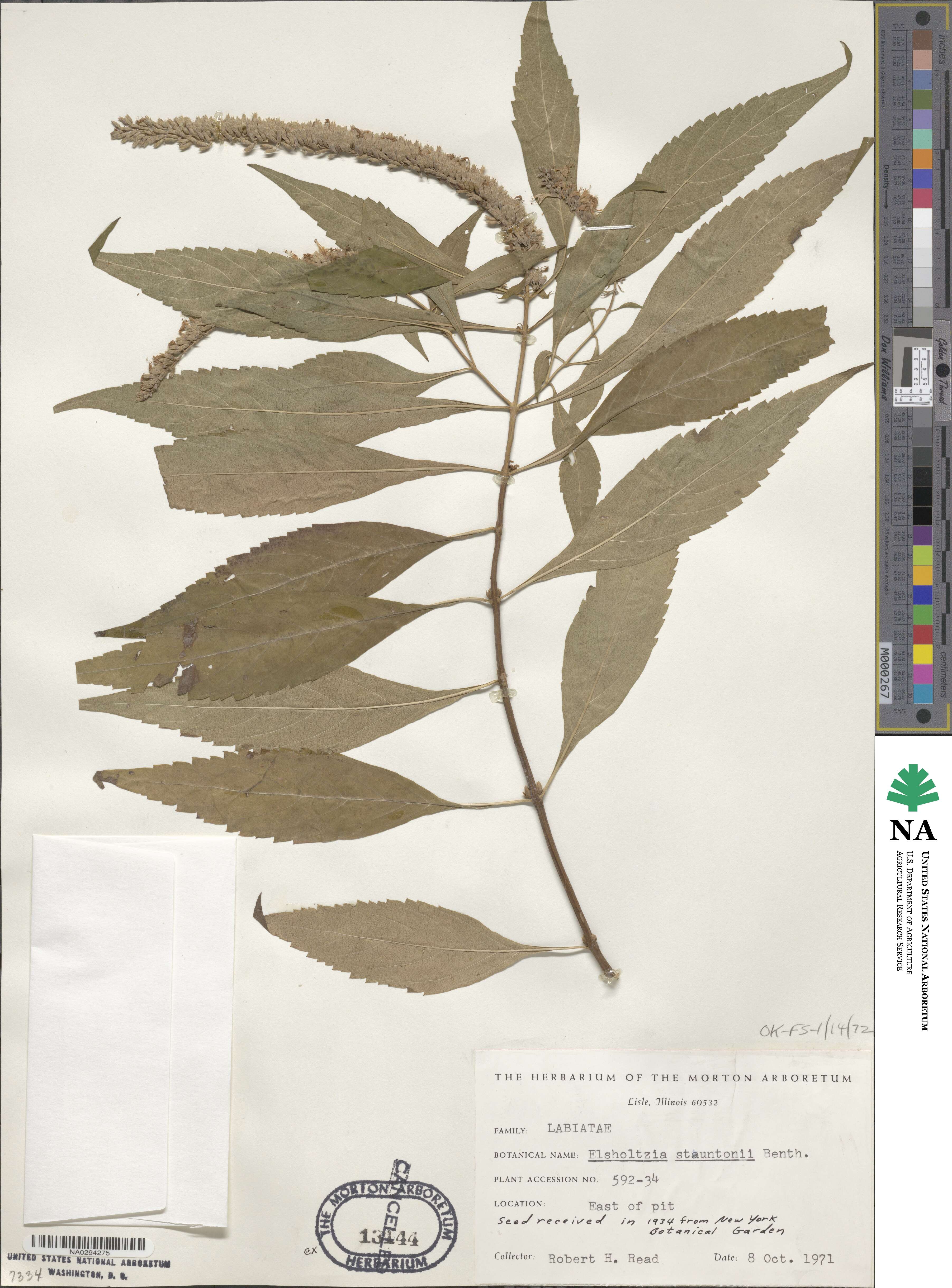 Elsholtzia stauntonii image