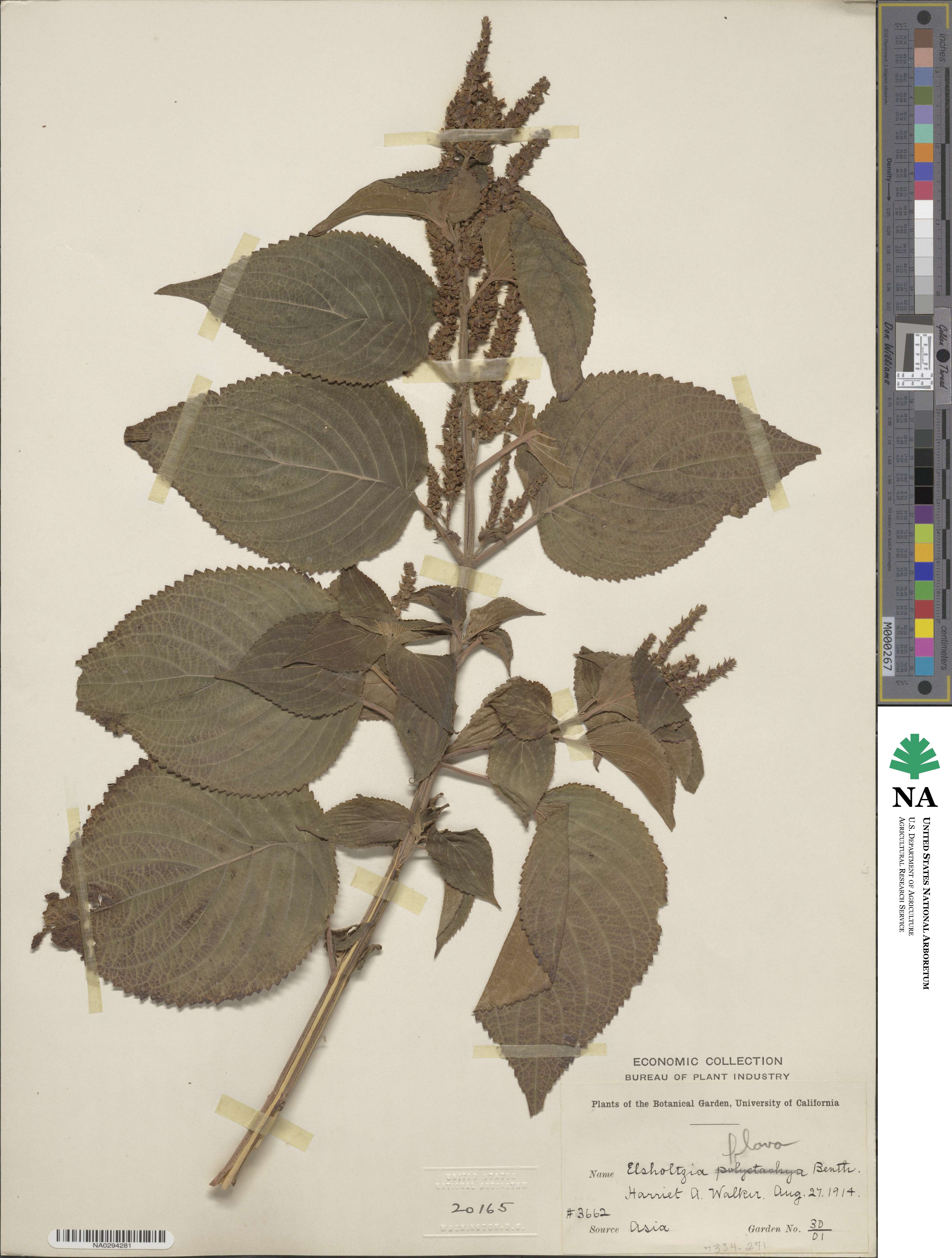 Elsholtzia flava image