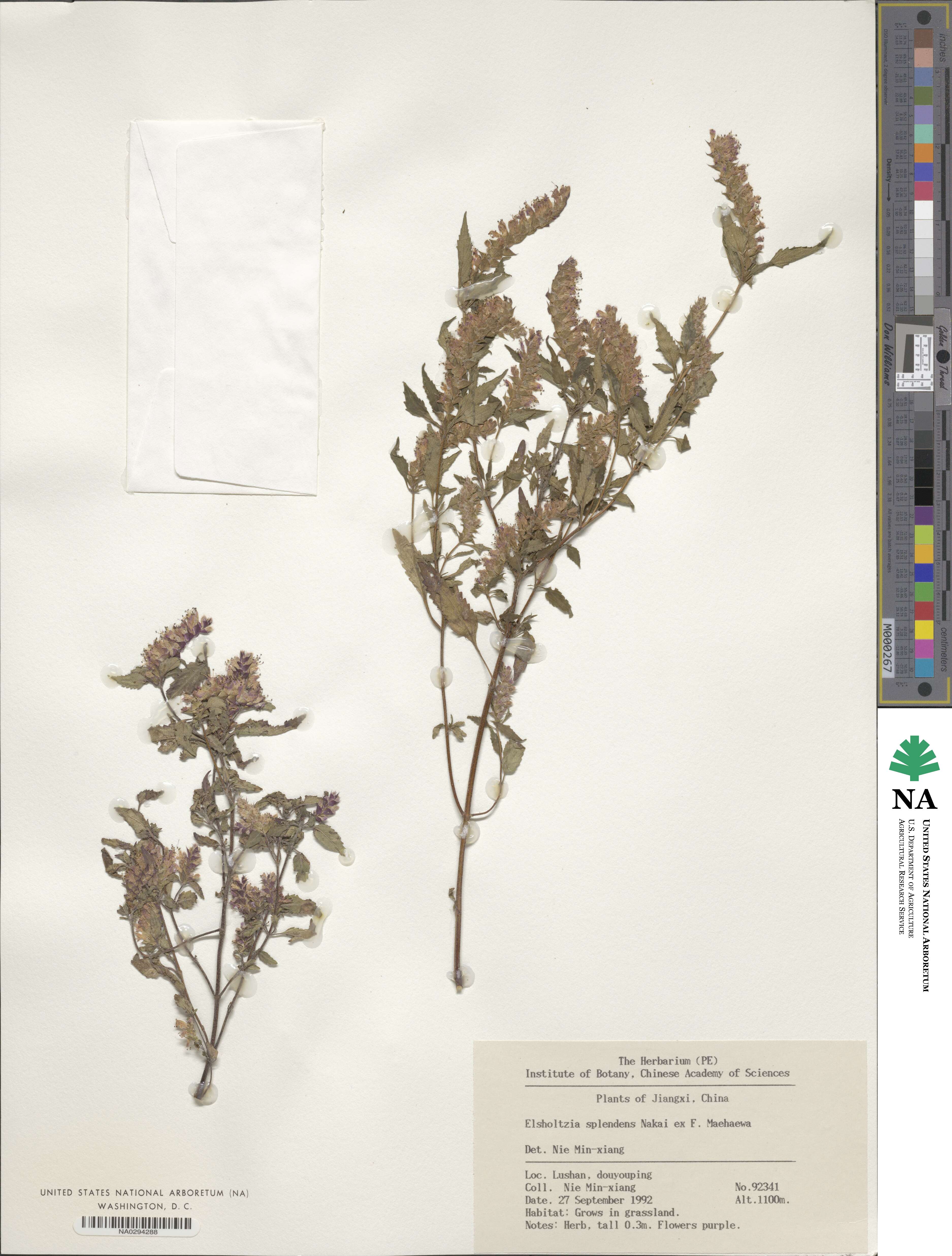 Elsholtzia splendens image
