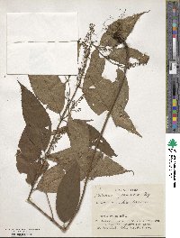 Image of Collinsonia japonica