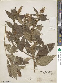 Comanthosphace japonica image