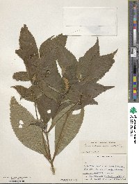 Comanthosphace japonica image