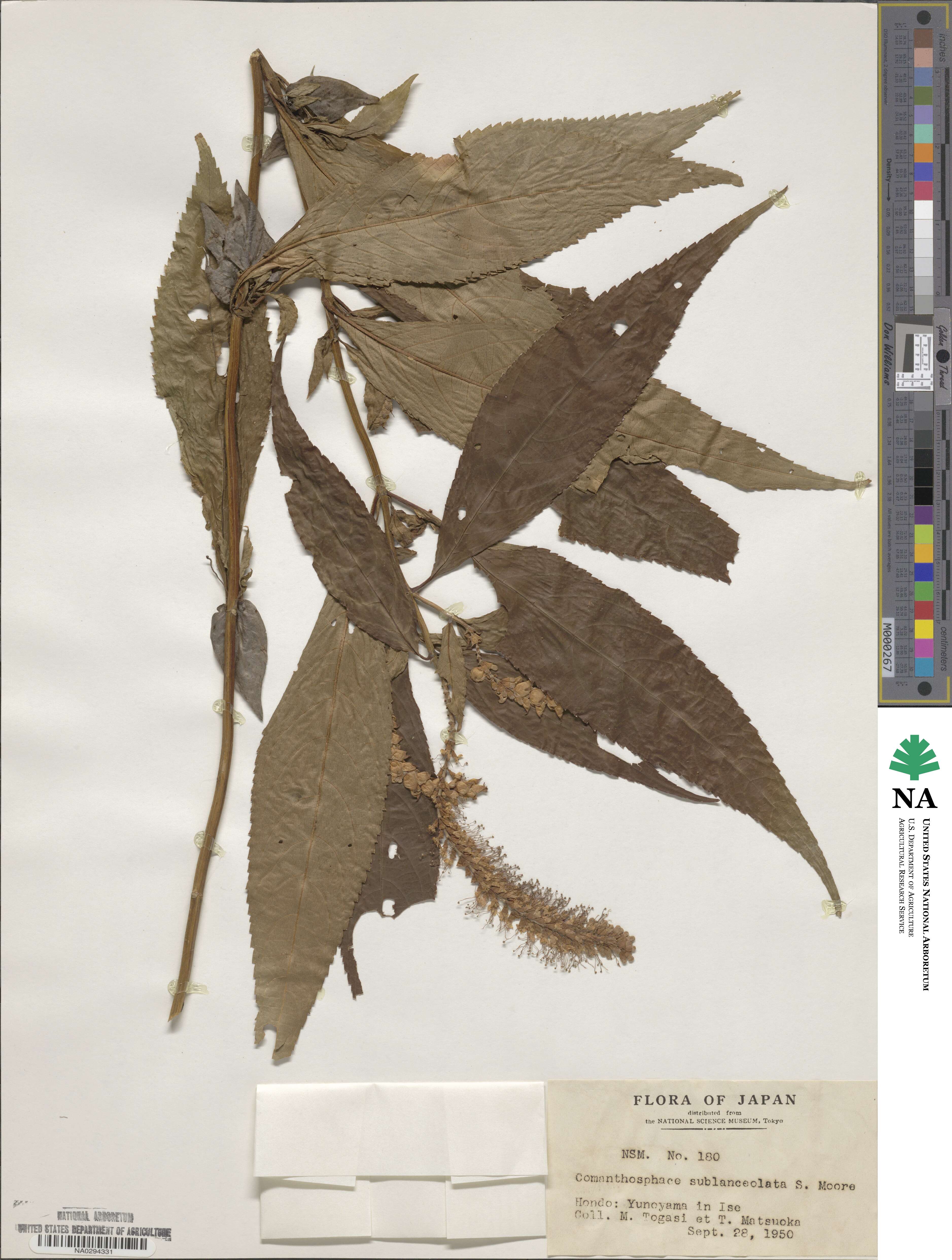 Comanthosphace japonica var. japonica image