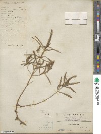 Pogostemon stellatus image