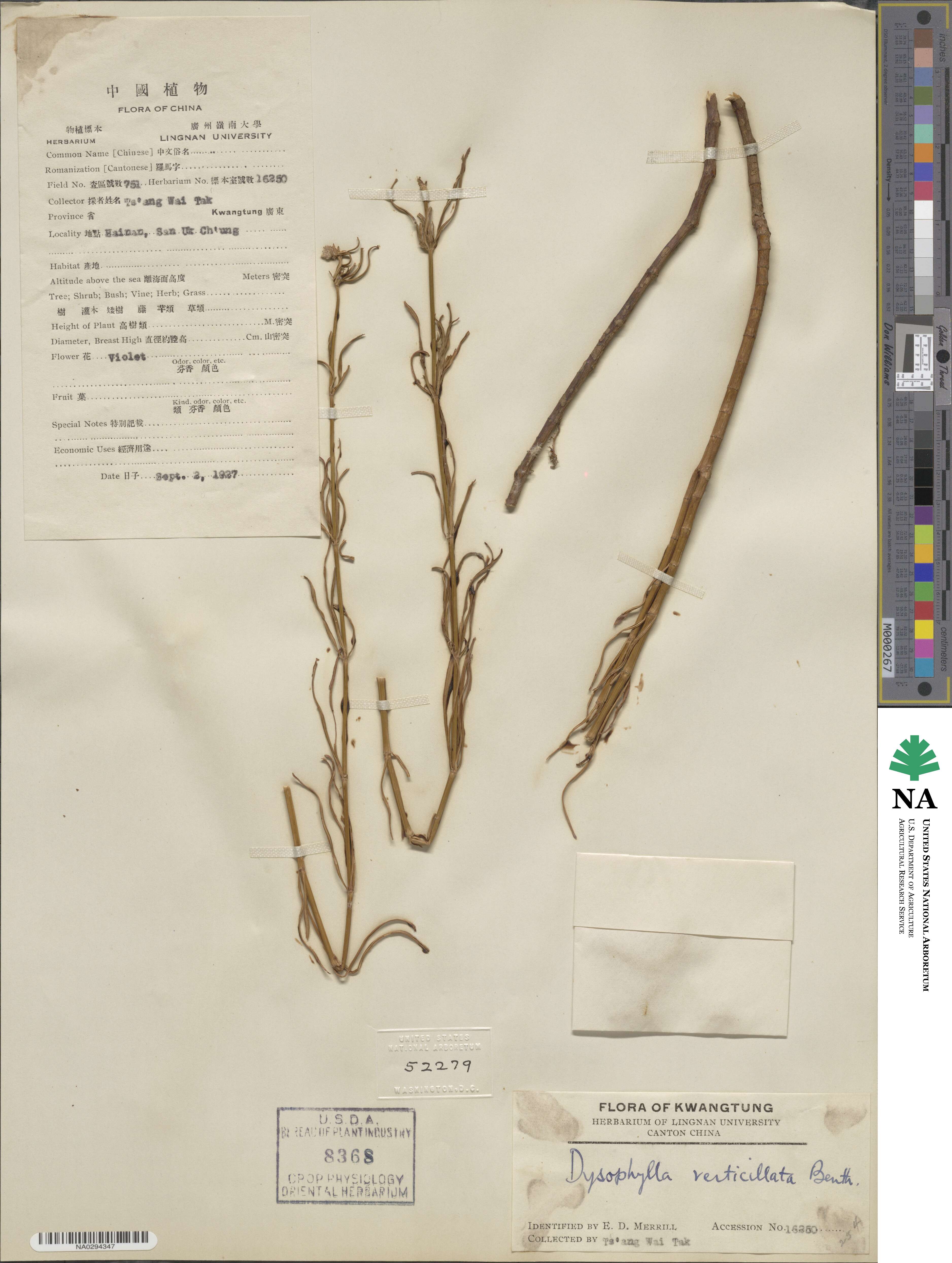 Pogostemon stellatus image