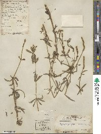 Pogostemon sampsonii image