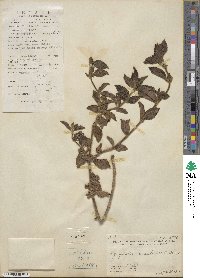 Pogostemon auricularius image