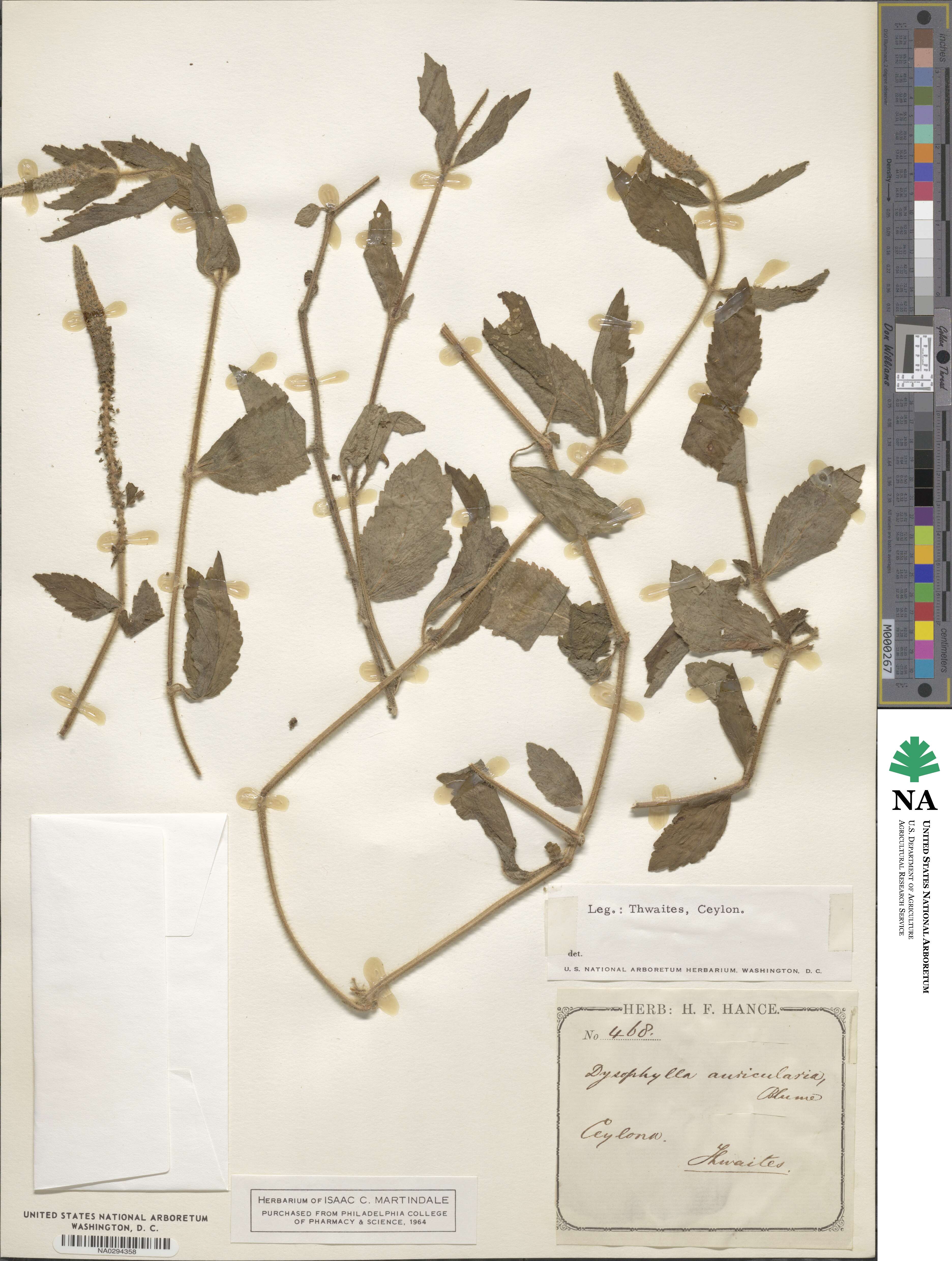 Pogostemon auricularius image