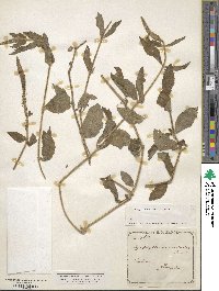 Pogostemon auricularius image