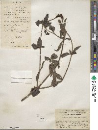 Pogostemon auricularius image