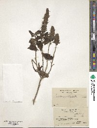 Image of Pogostemon velatus