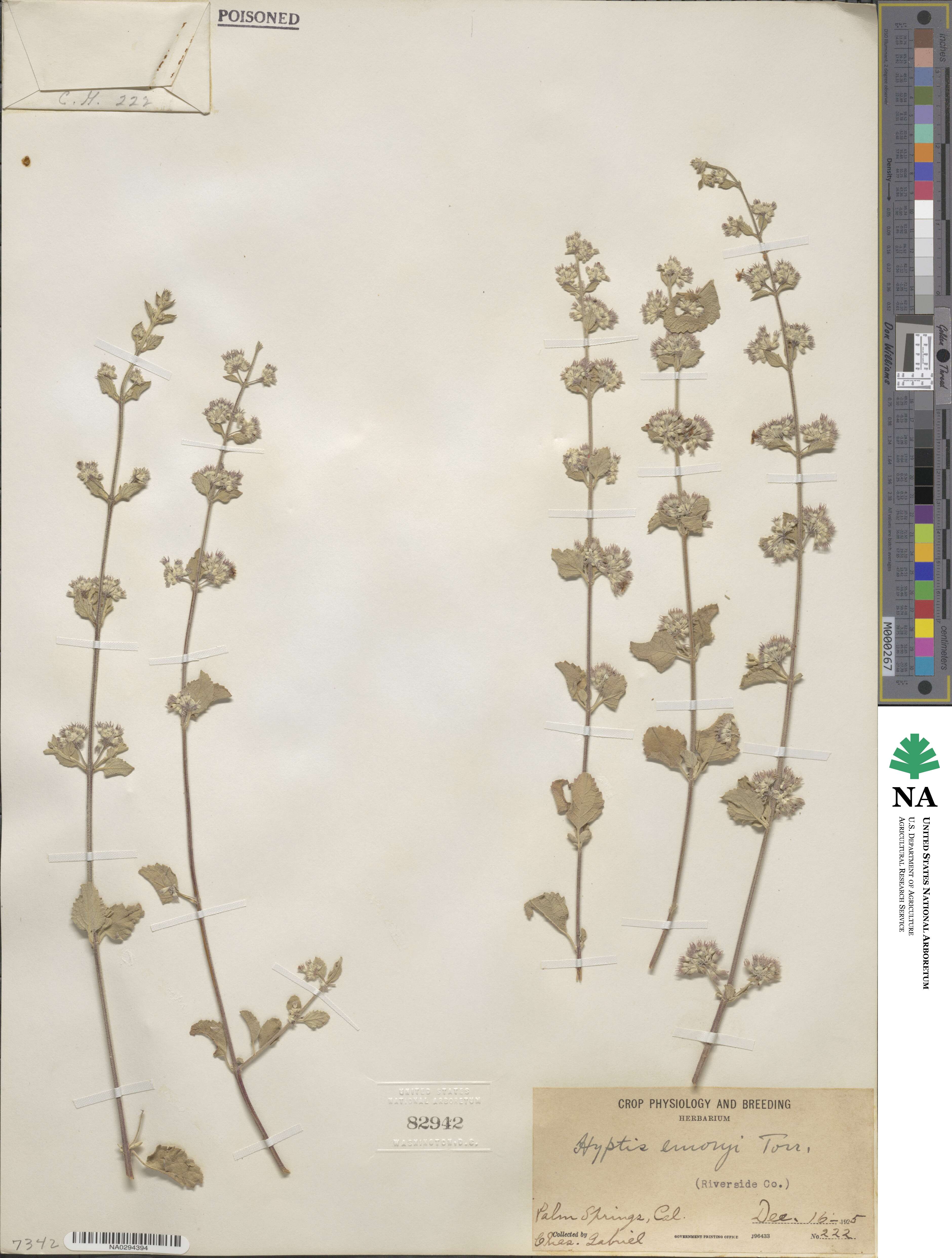 Condea emoryi image
