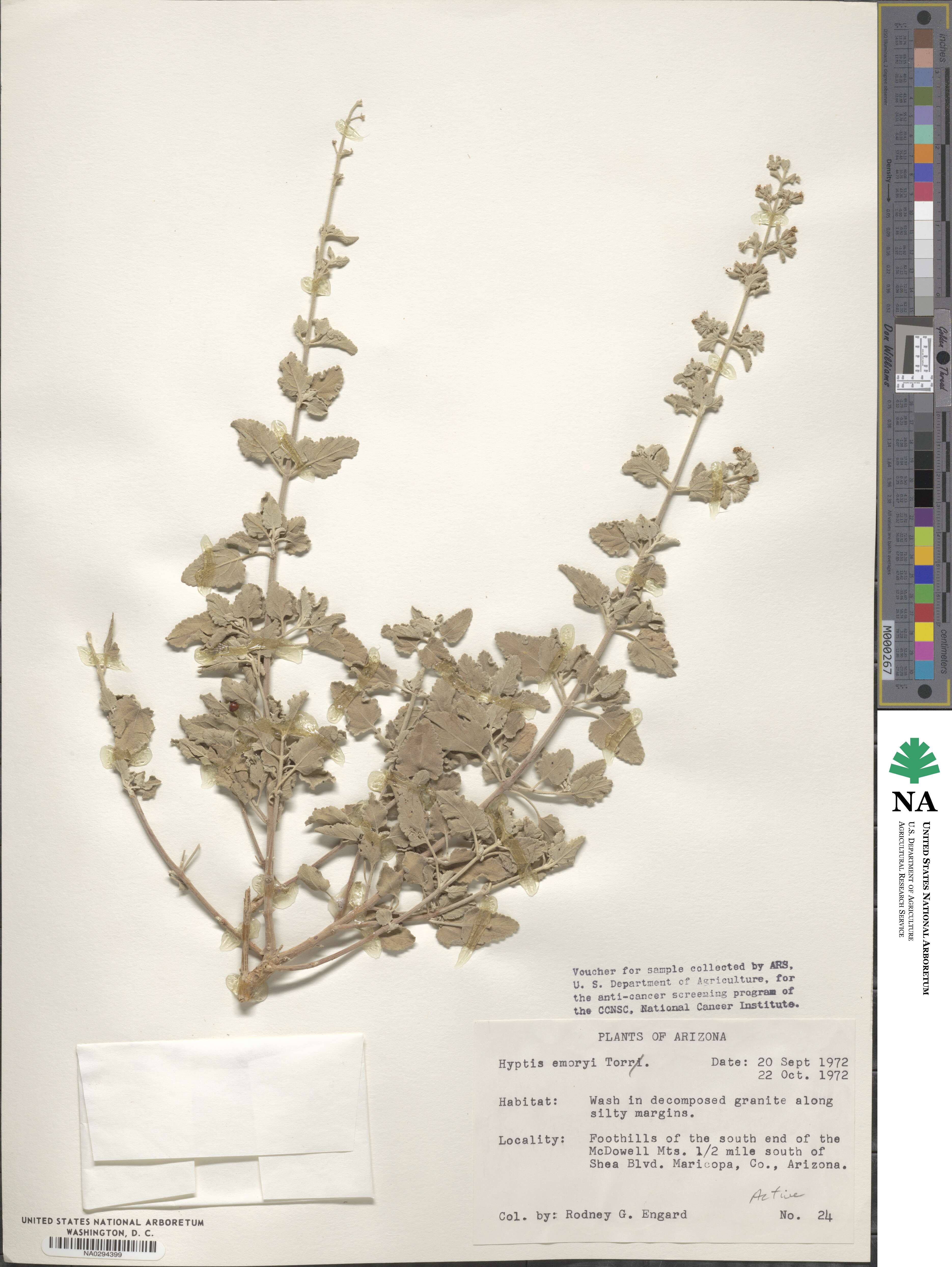 Condea emoryi image