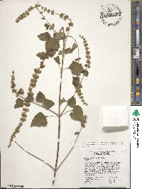 Cantinoa mutabilis image