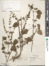 Cantinoa mutabilis image