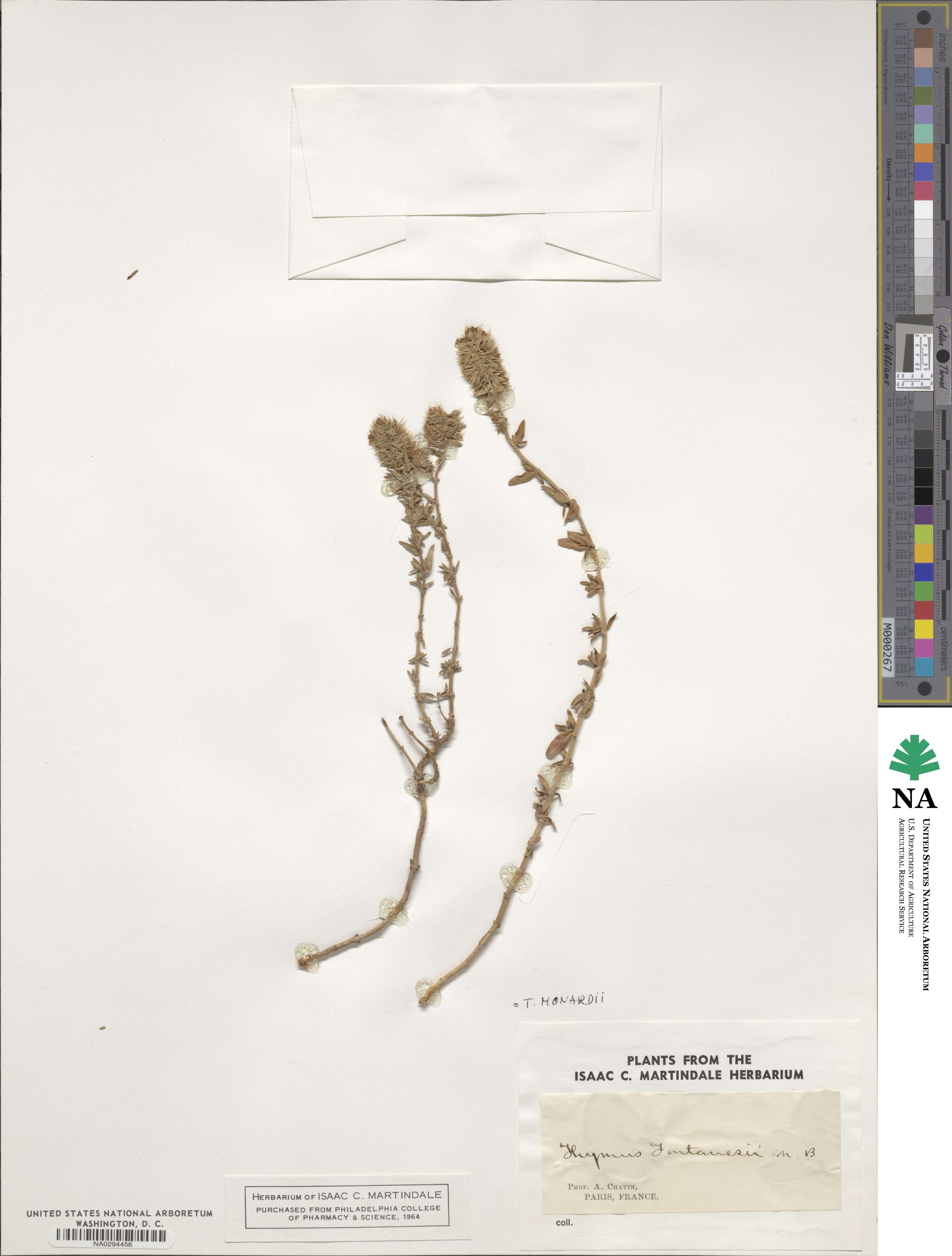 Thymus pallescens image